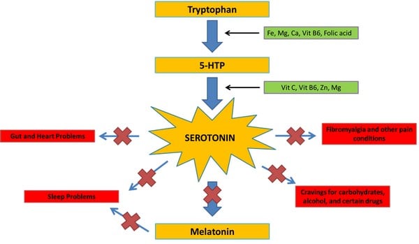 diagram of the tryptophan-serotonin synthesis pathway