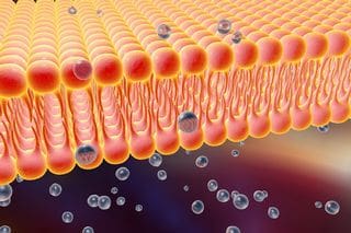 illustration showing blood-brain barrier