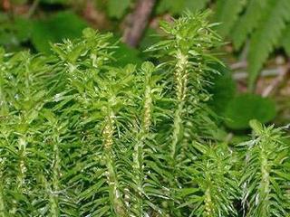 chinese club moss