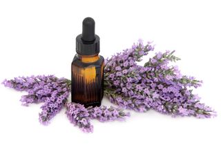 lavender essential oil