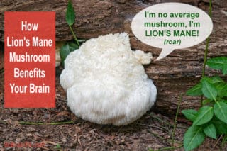 photo of lion's mane mushroom