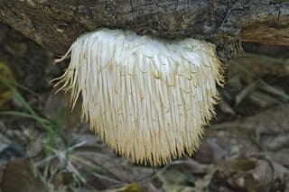 lion's mane mushroom growing on a log