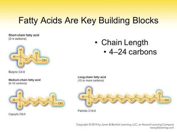 short, medium, and long-chain fatty acids compared