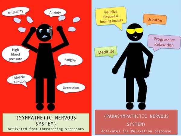 illustration comparing parasympathetic and sympathic nervous systems