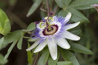 passion flower