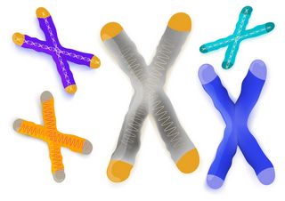 illustration of telomeres on chromosomes