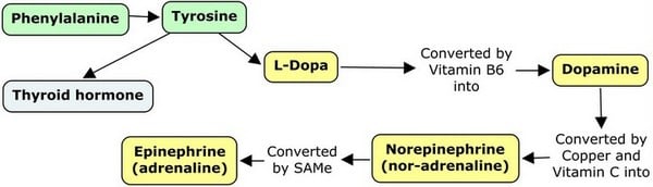 diagram showing tyrosine to dopamine-norepinephrine pathway