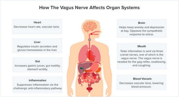 chart showing how the vagus nerve affects organ systems
